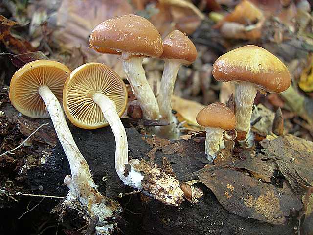 Galerina stylifera   (G.F. Atk.) A.H. Sm. & Singer